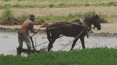 Farming in Egypt