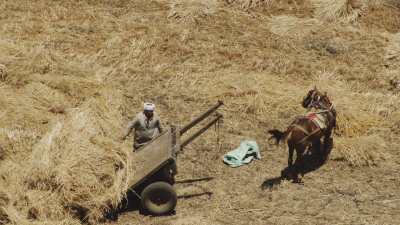 Farming in Egypt