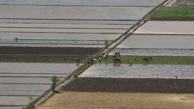 Farming in Egypt