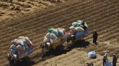 Farming in Egypt