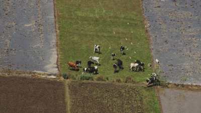 Farming in Egypt