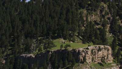 Cows in mountain