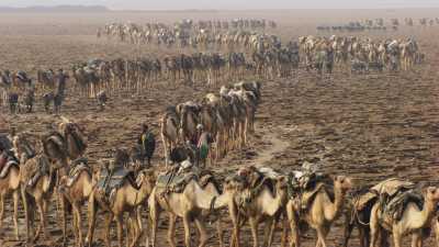 Salt camel caravans on lake Assal