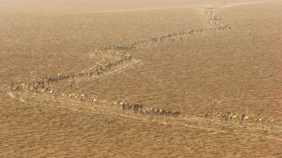 Salt camel caravans on lake Assal