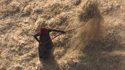 Close shot on farmers and steers working in fields