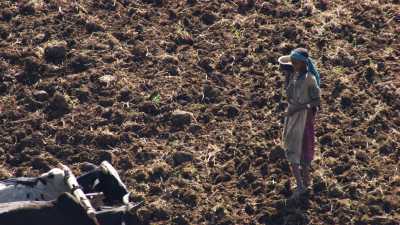 Farmers around Lake Tana, ploughshare and sawing