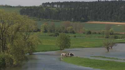 Cows in a pond