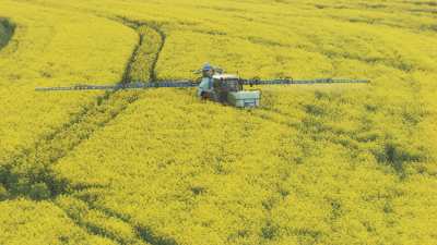 Tractor in a rape field