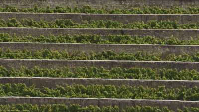 Harvest in Loire vineyards close to Saumur