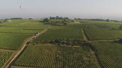 Harvest in Loire vineyards close to Saumur