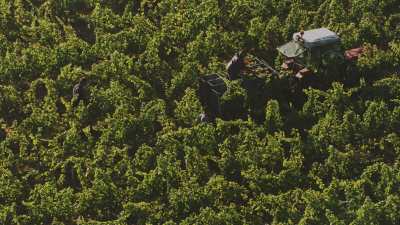 Harvest in Loire vineyards close to Saumur