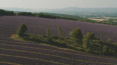 Lavender fields