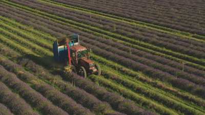 Lavender harvest in Provence