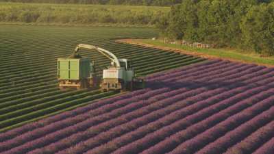 Lavender harvest in Provence