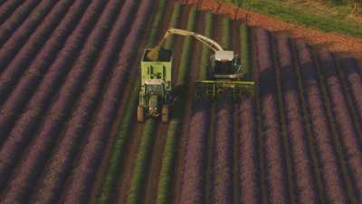 Lavender harvest in Provence