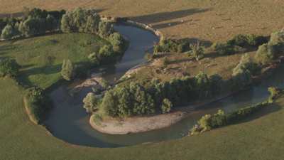 Herd of cows grazing by the water in the French countryside