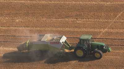 Bundling of wheat germs, French countryside