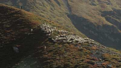 Herd of sheep in the mountains