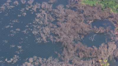 Brackish pond, trees in water