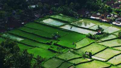 Terrace cultivation of rice