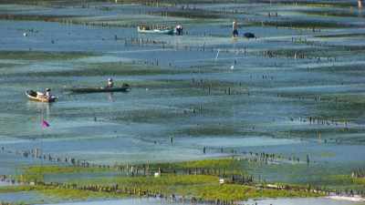 Seaweed farming