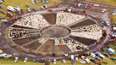 Round yearly Sheep gathering