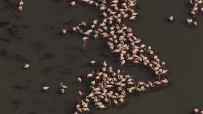 Pink flamingoes in the Venice lagoon