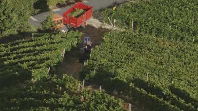 Harvests in Liguria