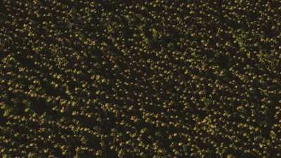 Fields of sunflowers in Tuscany