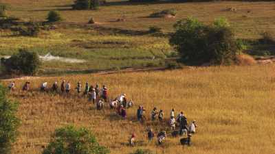 Cambodian farmers in rice fields