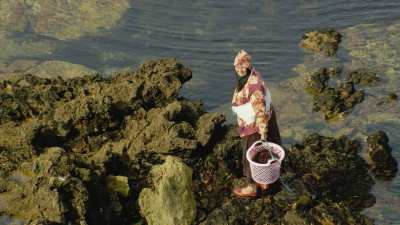 El Jadida, fishermen collecting red algae