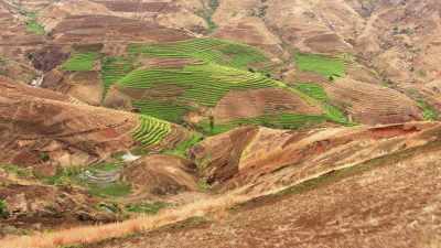 Terrace rice crops