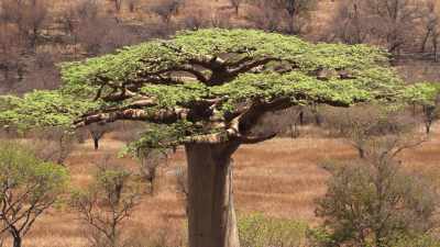 Alley of the Baobabs