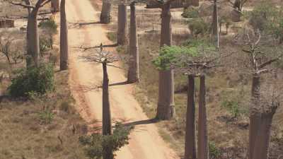 Alley of the Baobabs