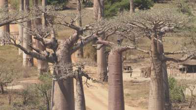 Alley of the Baobabs