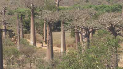 Alley of the Baobabs