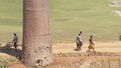 Avenue of the Baobabs