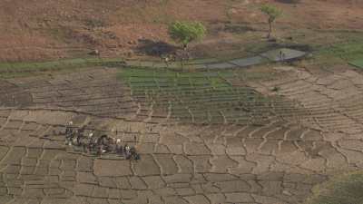 Fields and zebu herds