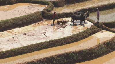 Ancestral ways of cultivating rice