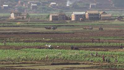 Numerous farmers in the fields work the land