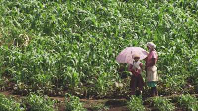 Close shots of children and women in the fields