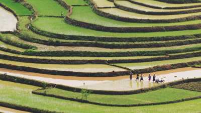 Betafo rice-growing and hydraulic landscape