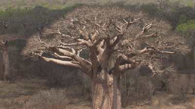 Baobabs