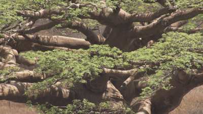 Baobabs