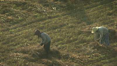 Farmers close to Bagan