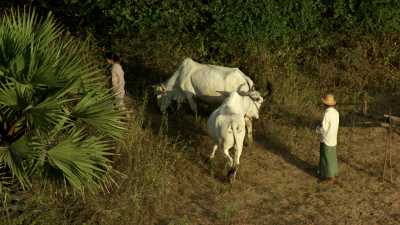 Farmers close to Bagan