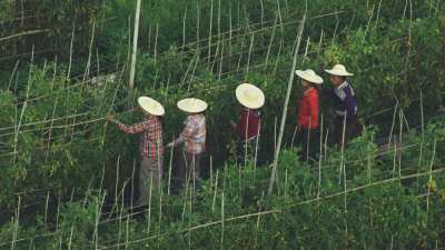 Cueillette, femmes sur les pirogues