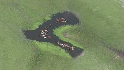 Wild horses bathing in the steppe