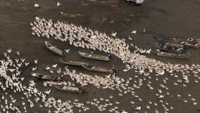 Feeding time for Pelicans on a beach