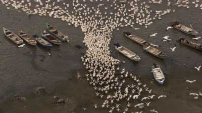 Feeding time for Pelicans on a beach